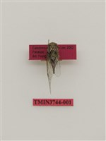 藏品(太平姬春蟬)的圖片